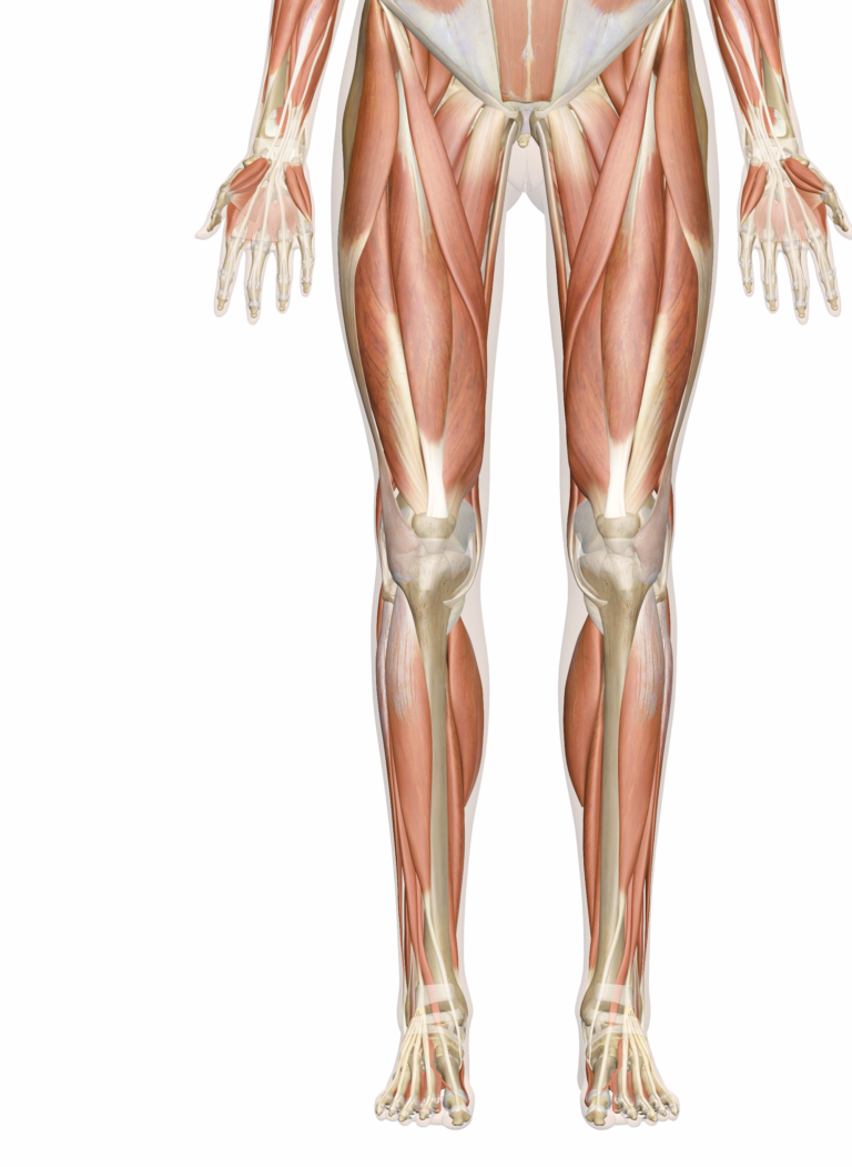 Anatomy And Physiology How The Legs And Feet Work Sarah Wayt