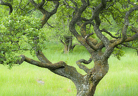 Celtic tree calendar Alder