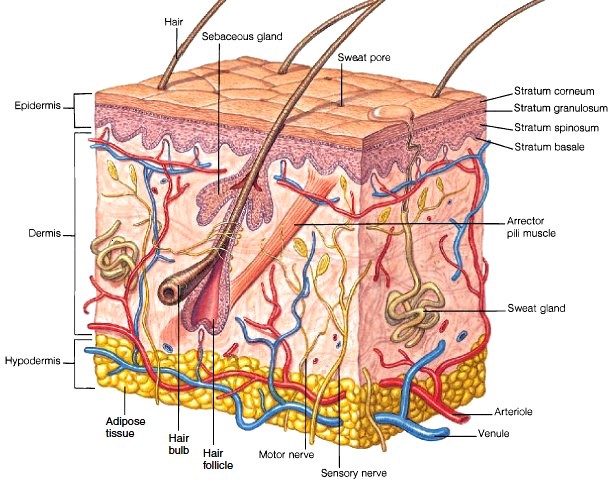 aromatherapy layers of the skin