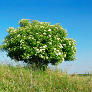 Celtic tree calendar Elder