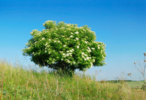Celtic tree calendar Elder