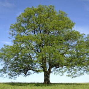 Celtic tree calendar Ash