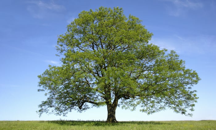 Celtic tree calendar Ash