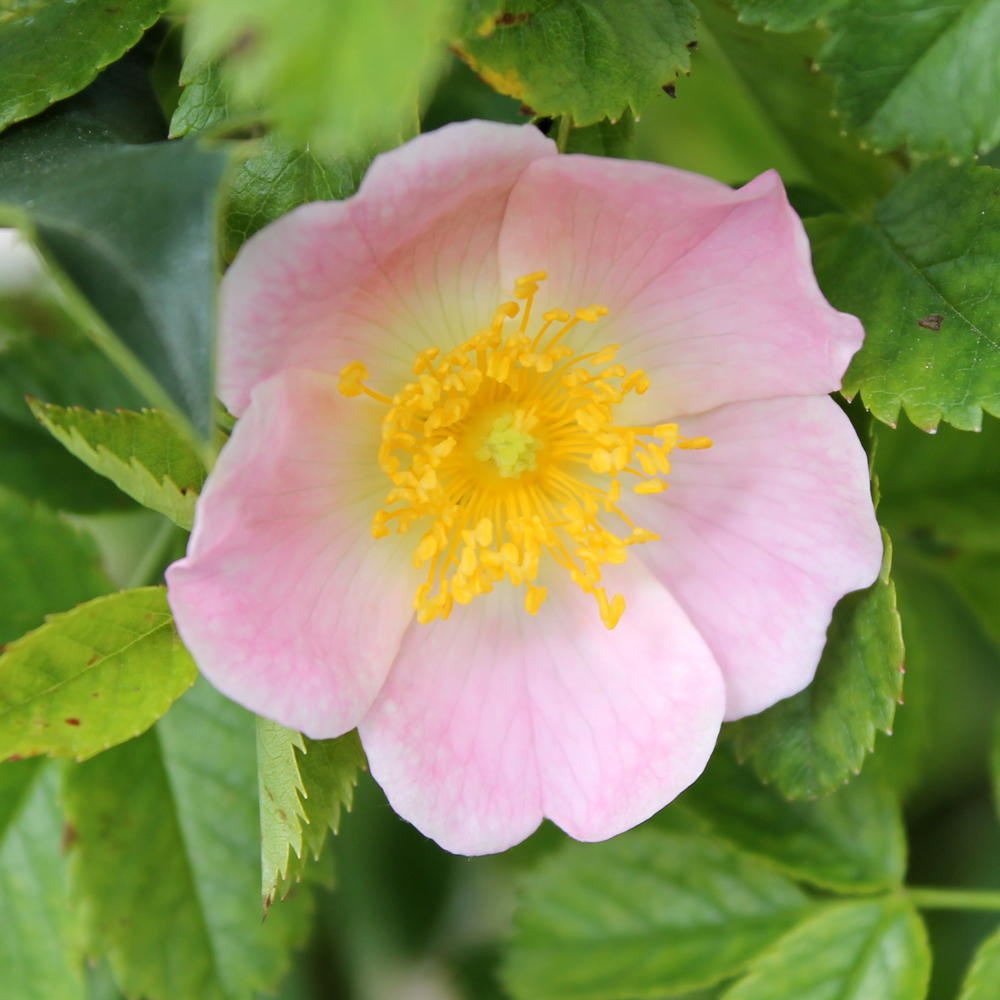 pentagram flower