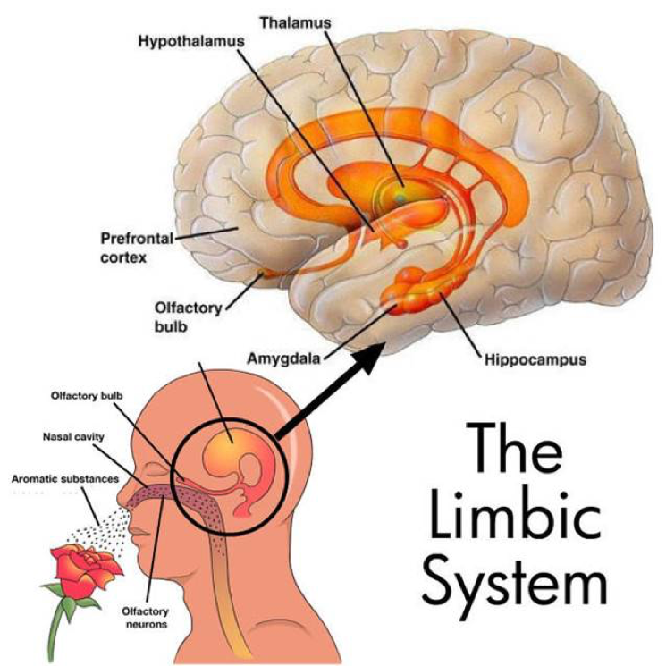 Limbic system smelling