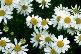 Aromatherapy chamomile