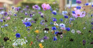 midsummer flowers