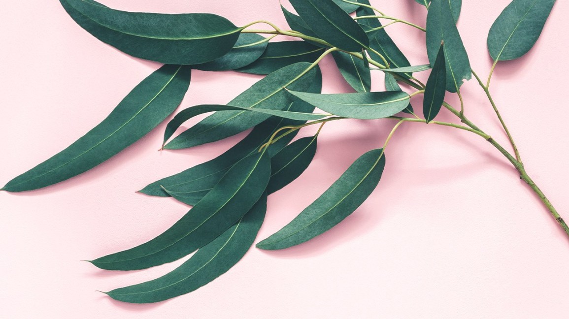 Aromatherapy eucalyptus