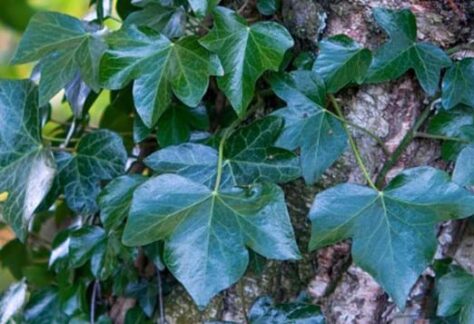 Celtic Ivy Moon