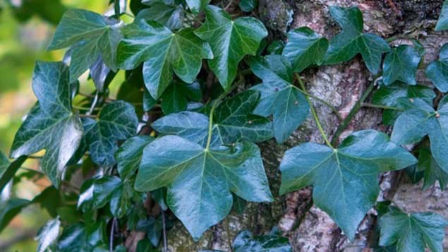 Celtic Ivy Moon