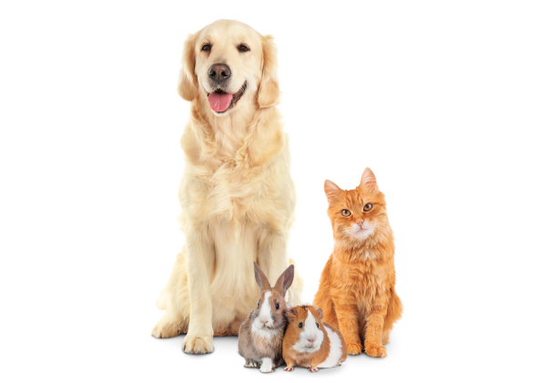 aromatherapy pet care