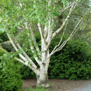 Celtic tree calendar birch
