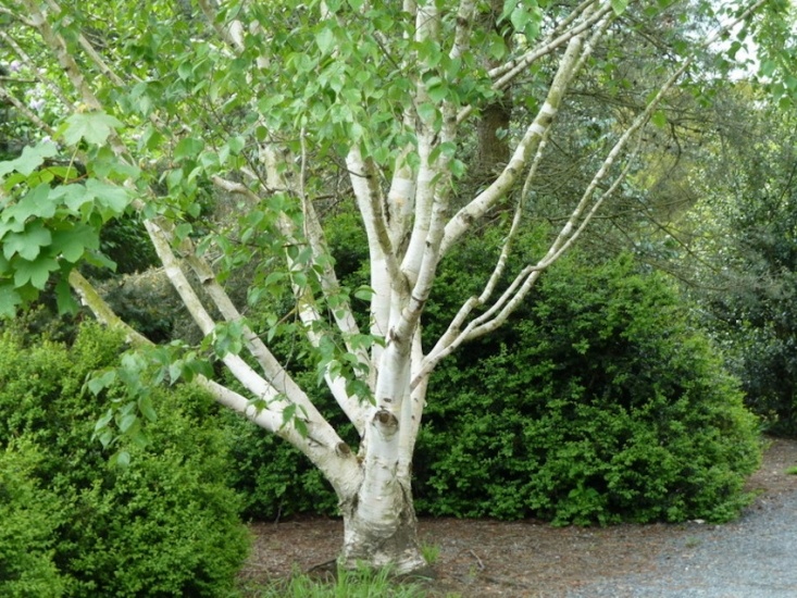 Celtic tree calendar birch