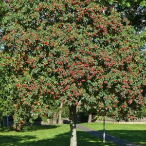 Celtic tree calendar Rowan