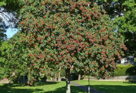 Celtic tree calendar Rowan