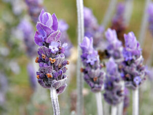 aromatherapy lavender