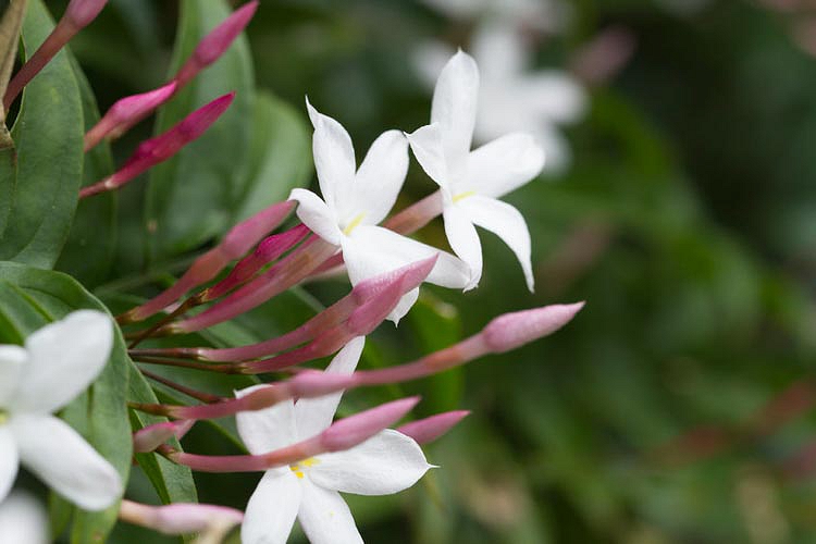 aromatherapy jasmine