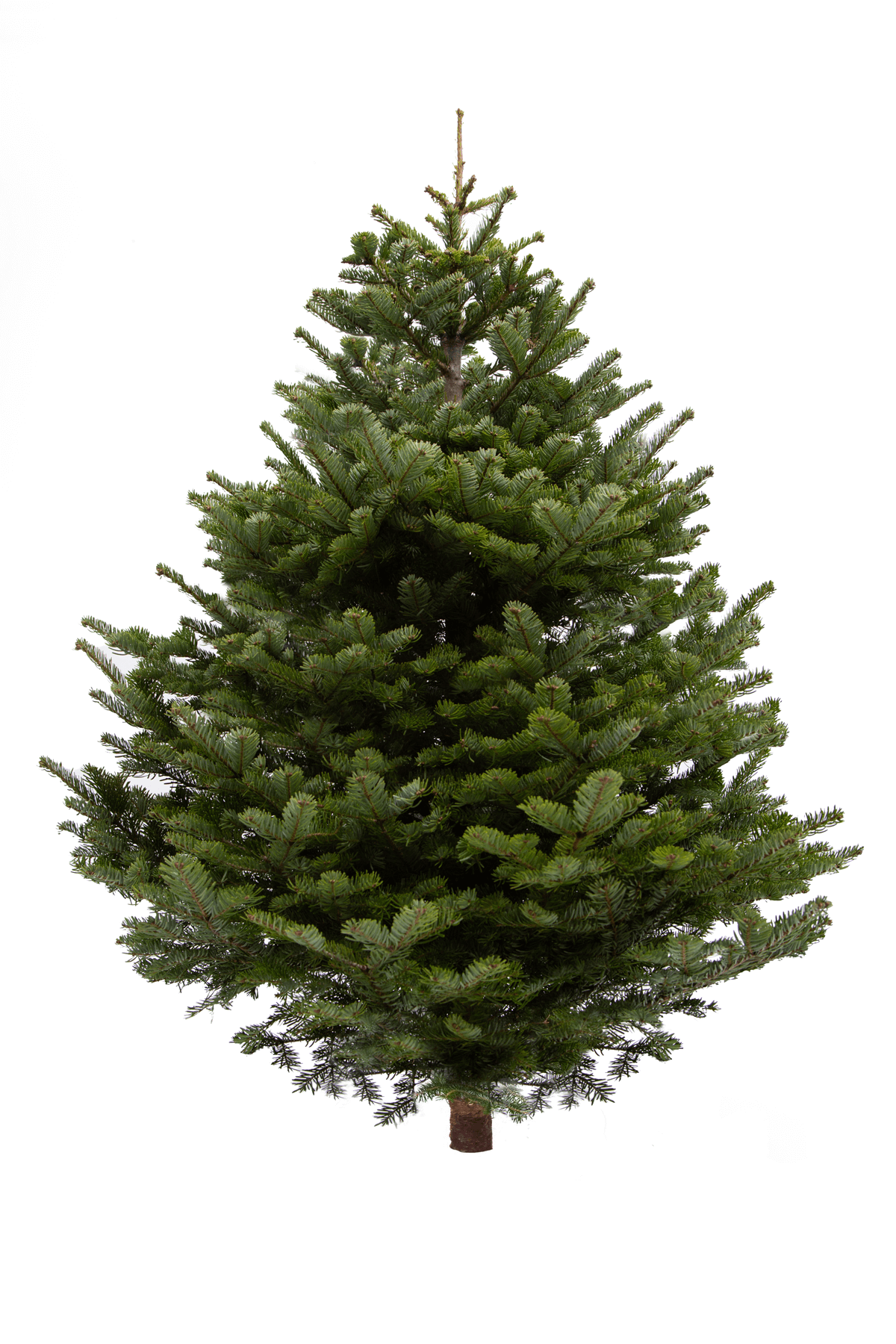 aromatherapy christmas tree