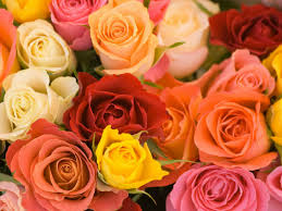 aromatherapy roses