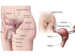 sacral chakra ovaries and testicles