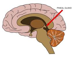 crown chakra pineal