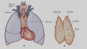 Heart chakra thymus