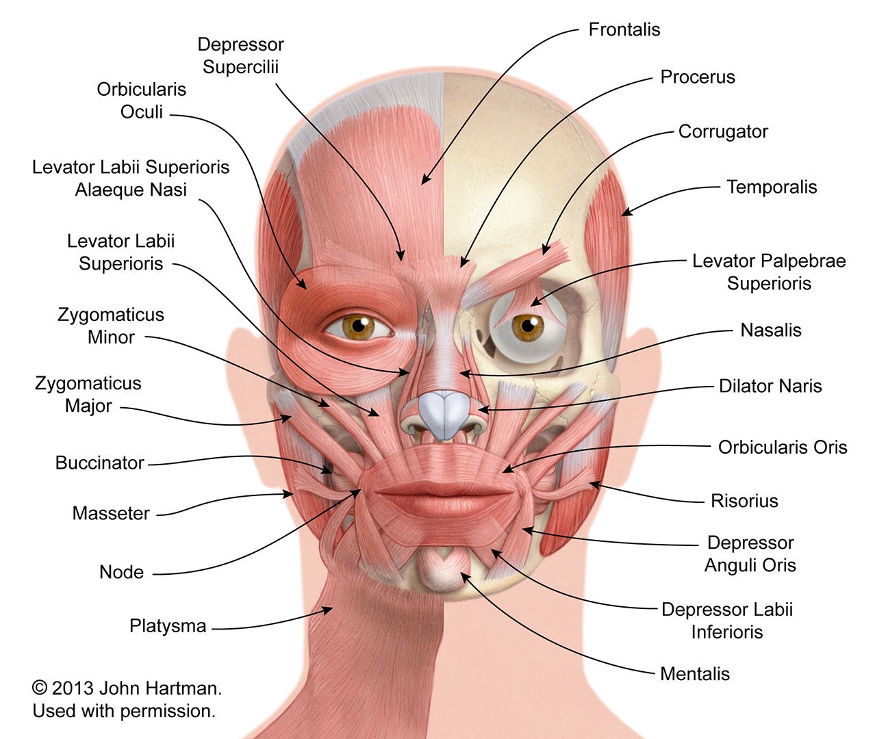 facial musculature
