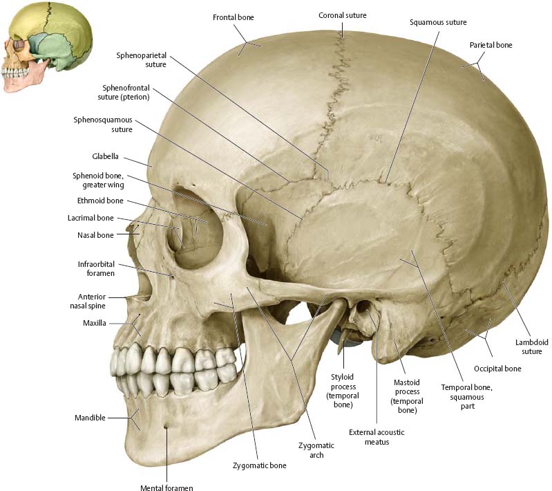 anatomy and physiology head bones