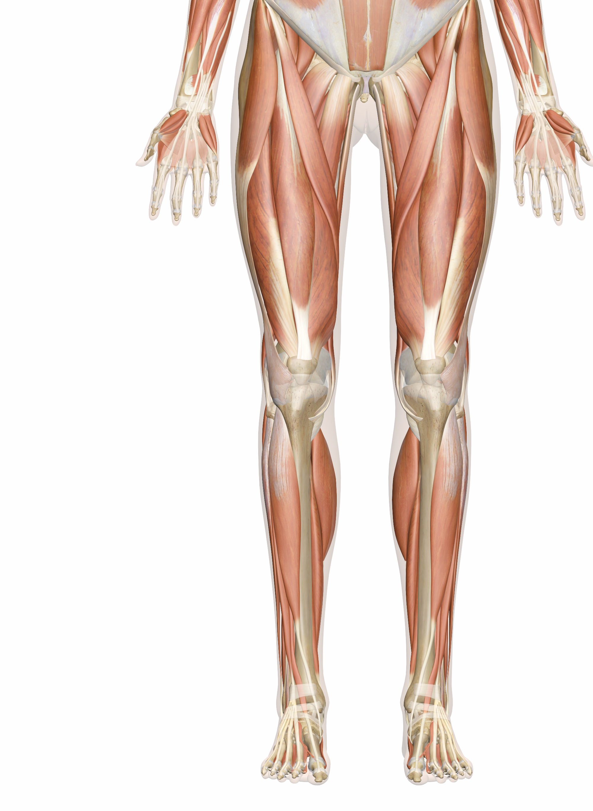 leg and foot anatomy