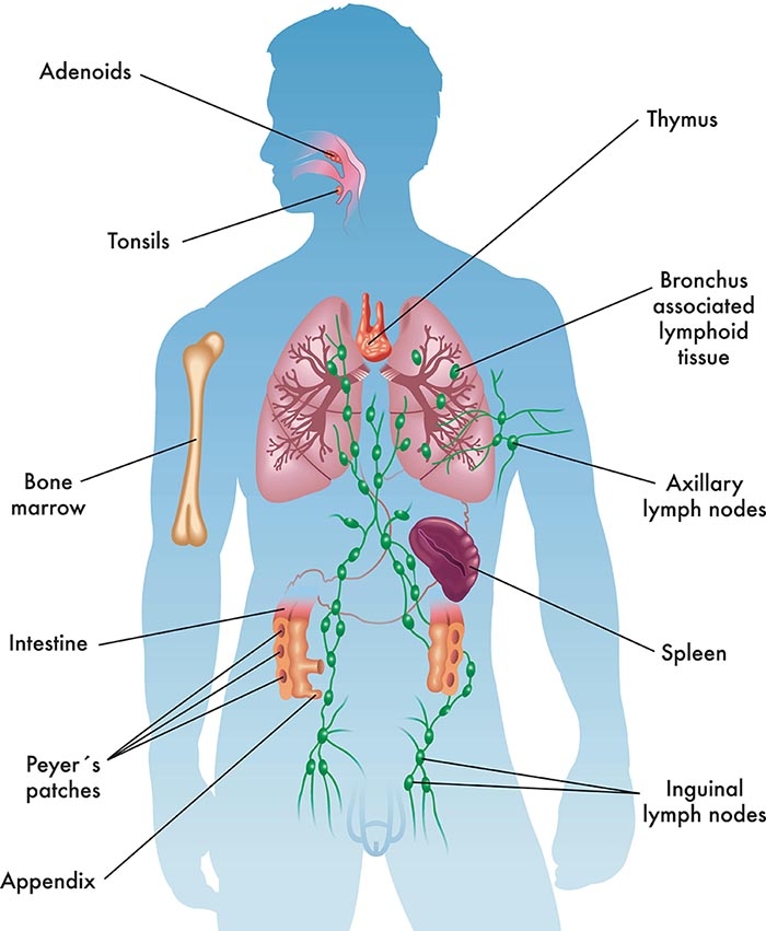 lymph system
