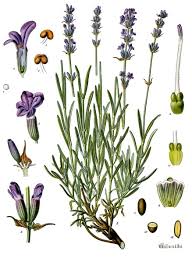 Lavender botanical