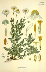 botanical chamomile