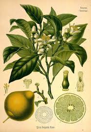 Bergamot botanical