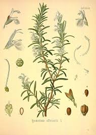 rosemary botanical