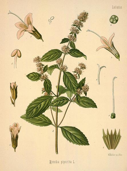 peppermint botanical