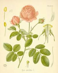 rose otto botanical