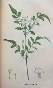 jasmine botanical