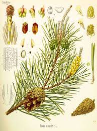 pine botanical