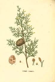 cypress botanical