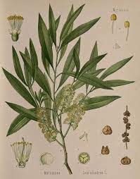 Tea tree botanical