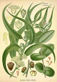 eucalyptus botanical