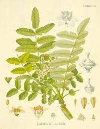 frankincense botanical