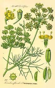 fennel botanical