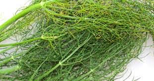fennel leaves
