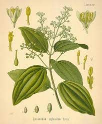 cinnamon botanical