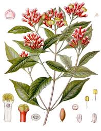 clove botanical