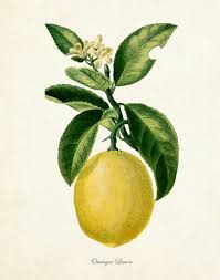 lemon botanical