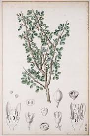 myrrh botanical