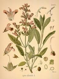 sage botanical